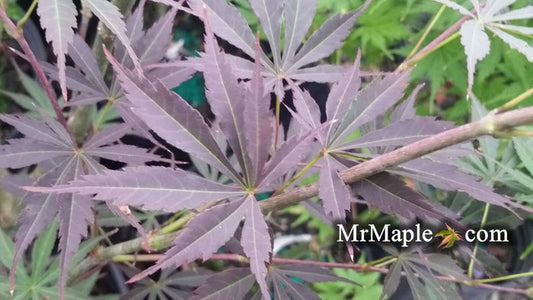 - Acer palmatum 'Donzuro bo' Japanese Maple - Mr Maple │ Buy Japanese Maple Trees