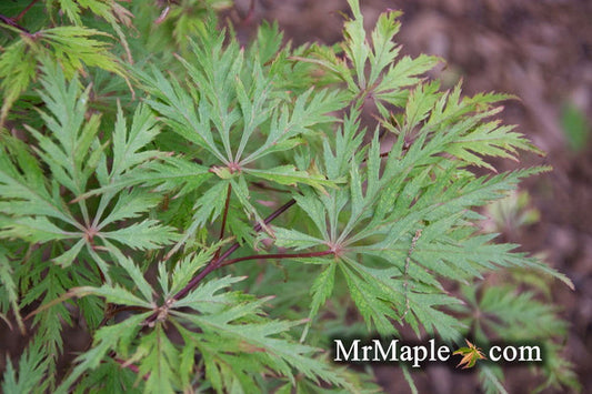 - Acer palmatum 'Felice' Dwarf Weeping Japanese Maple - Mr Maple │ Buy Japanese Maple Trees