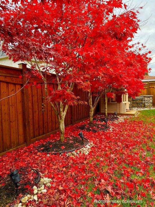 - Acer palmatum 'Fireglow' Japanese Maple - Mr Maple │ Buy Japanese Maple Trees