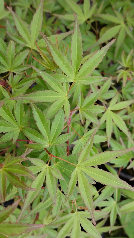 - Acer palmatum 'Kentaro san' Japanese Maple - Mr Maple │ Buy Japanese Maple Trees