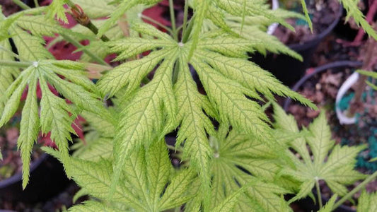 - Acer palmatum 'Koyuki' Japanese Maple - Mr Maple │ Buy Japanese Maple Trees