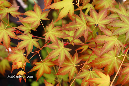 - Acer palmatum 'Momoiro koyosan' Japanese Maple - Mr Maple │ Buy Japanese Maple Trees