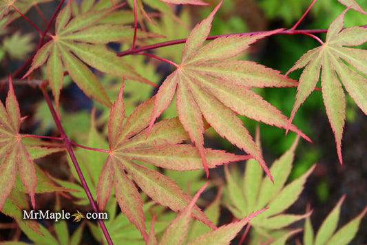 - Acer palmatum 'Nicholsonii' Japanese Maple - Mr Maple │ Buy Japanese Maple Trees