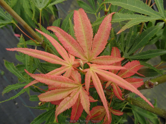 Acer palmatum 'Tsuri nishiki' Japanese Maple
