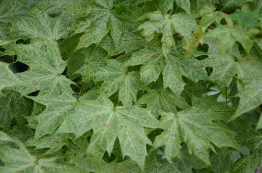 - Acer platanoides 'Walderseei' Variegated Norway Maple - Mr Maple │ Buy Japanese Maple Trees