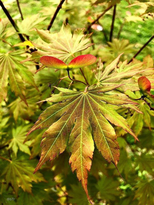- Acer pseudosieboldianum X 'IsLNW' Cold Tolerant Japanese Maple - Mr Maple │ Buy Japanese Maple Trees