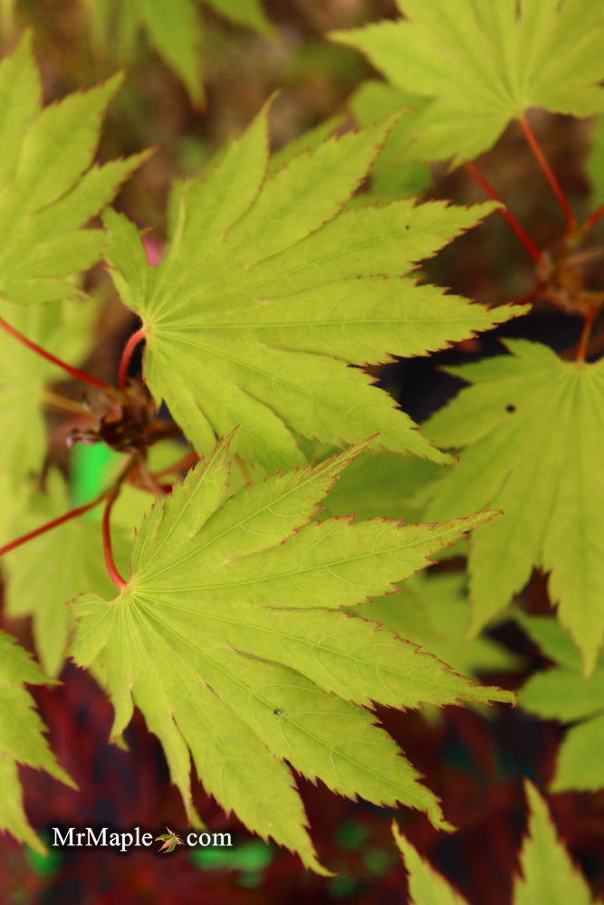 - Acer shirasawanum '6910' Full Moon Japanese Maple - Mr Maple │ Buy Japanese Maple Trees