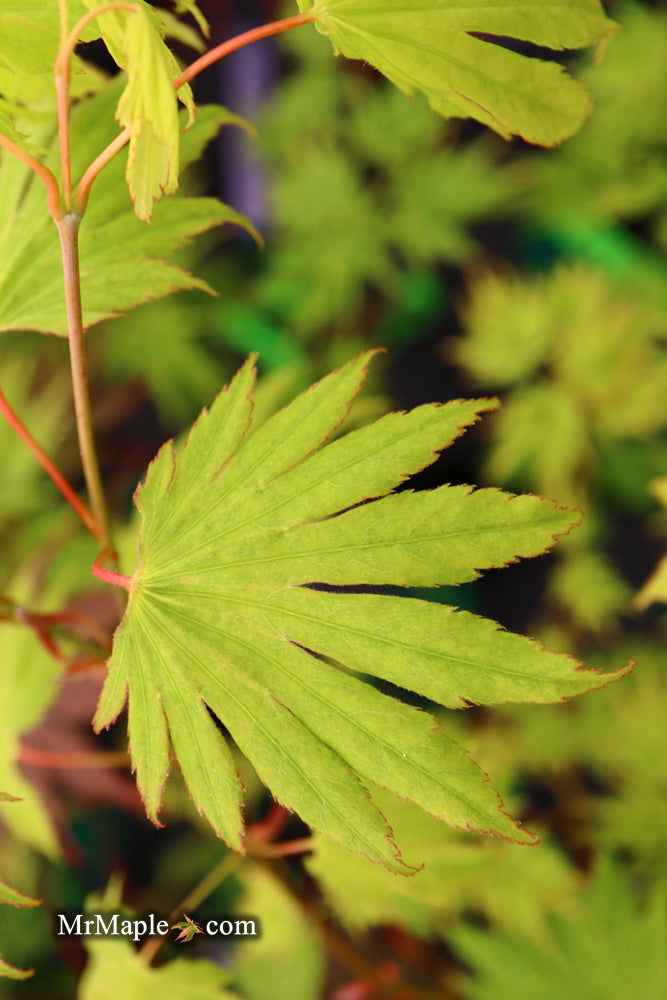 - Acer shirasawanum '6910' Full Moon Japanese Maple - Mr Maple │ Buy Japanese Maple Trees