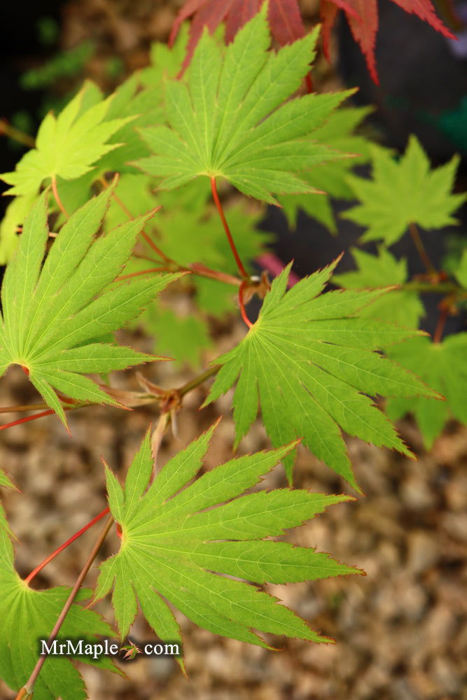 - Acer shirasawanum '6910' Full Moon Japanese Maple - Mr Maple │ Buy Japanese Maple Trees