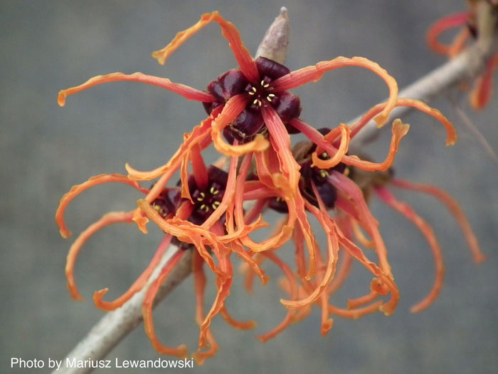 - Hamamelis xintermedia 'Spanish Spider' Orange Witch Hazel - Mr Maple │ Buy Japanese Maple Trees