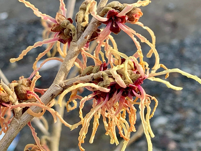 - Hamamelis xintermedia 'Spanish Spider' Orange Witch Hazel - Mr Maple │ Buy Japanese Maple Trees