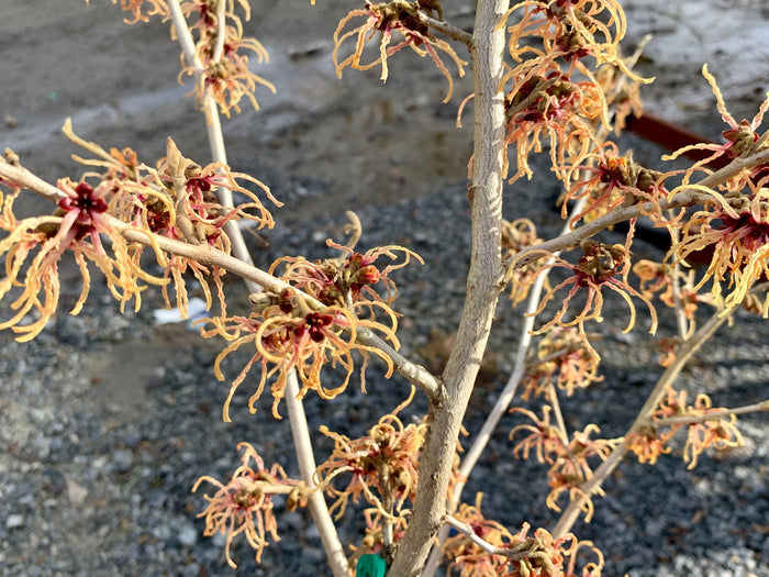 - Hamamelis xintermedia 'Spanish Spider' Orange Witch Hazel - Mr Maple │ Buy Japanese Maple Trees