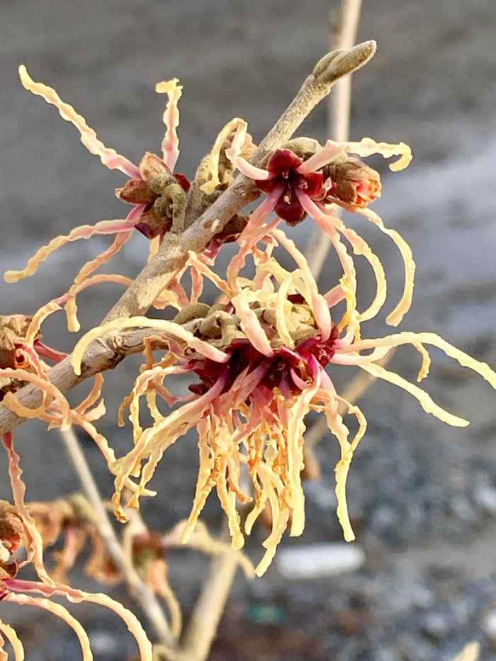 - Hamamelis xintermedia 'Spanish Spider' Orange Witch Hazel - Mr Maple │ Buy Japanese Maple Trees